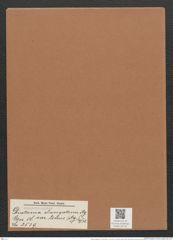 Diatoma elongatum var. tenue (Ag.) V. H. (de-Toni-Nr.: Genus 58, Species 2539) Zeichnungen Sammlung Grunow Mappe 02716 (Herbarium_W_Grunow_drawings_Folder_02716)